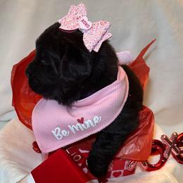 Girl 1 - AKC Registered Purple - Black female Newfoundland puppy in Marshall, Missouri from Majestic Gentle Giants