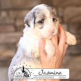 Jasmine - Blue merle and white female Sheepadoodle puppy in Cleveland, Tennessee from Narrow Path Old English & Sheepadoodles
