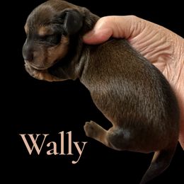 Wally - Red male Dachshund puppy in Franklinton, North Carolina from Wildwynn Dachshunds
