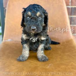 Murphy - Phantom male Bernedoodle puppy in Owasso, Oklahoma from Kallams Bernedoodles & Bernese Mountain Dogs