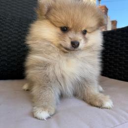 Copper - Beaver sable male Pomeranian puppy in San Jacinto, California from Savvypomeranians
