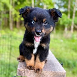 Ash - Black tri male Miniature Australian Shepherd puppy in Michie, Tennessee from Acton Aussies