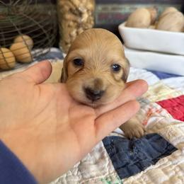 Blondie - Cream female Dachshund puppy in Cabool, Missouri from White Cottage Dachshunds