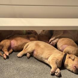 Golden Retriever Puppies from Pura Vida Golden Retrievers