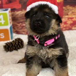 German Shepherd Puppies from Broward Shepherds