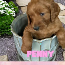 Penny - Red  Goldendoodle puppy in Clinton, New Jersey from Doodles by Dana