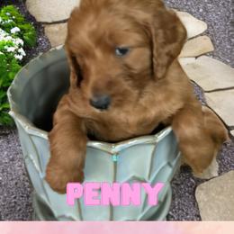 Penny - Red  Goldendoodle puppy in Clinton, New Jersey from Doodles by Dana