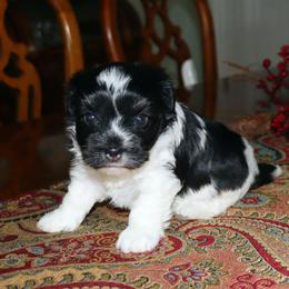 Truffles - Black and white female Havanese puppy in Hamptonville, North Carolina from Alabama Havanese Kennel Tidewater Kennel