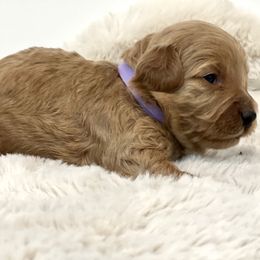 Goldendoodle Puppies from Doodles and Cavaliers