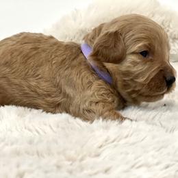 Goldendoodle Puppies from Doodles and Cavaliers