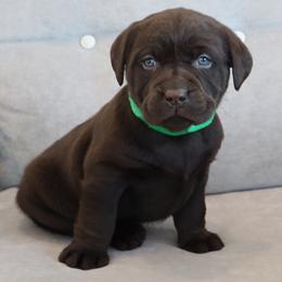 Rascal - Chocolate male Labrador Retriever puppy in Camden, Indiana from Camden's Caring Canines
