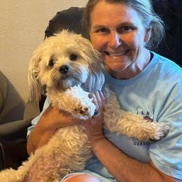 Shorkie All Grown Up from Roover's Oklahoma Shorkies