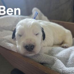 Ben - Black and white male Bernedoodle puppy in Blackfoot, Idaho from Draper Mountain Doodles