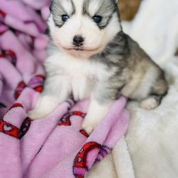 Ruvi - Silver and white male Pomsky puppy in Yavapai County, Arizona from Pawsh Pomskies