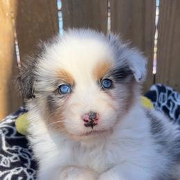 Hiccup - Blue merle male Australian Shepherd puppy in Kearney, Nebraska from Helix Aussies