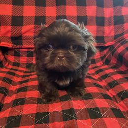 Shih Tzu Puppies from Pilgrim Shih tzu