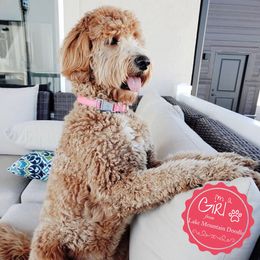 Australian Labradoodle, Double Doodle, Goldendoodle, and Labradoodle All Grown Up from Lake Mountain Doodle