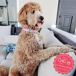 Australian Labradoodle, Double Doodle, Goldendoodle, and Labradoodle All Grown Up from Lake Mountain Doodle