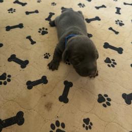 Rover - Blue and tan male Dachshund puppy in Wappapello, Missouri from Kandb Dachshunds