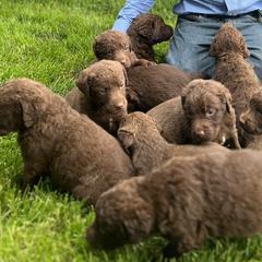 Chesapeake Bay Retrievers from Lion's Pride Kennels