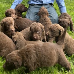 Chesapeake Bay Retrievers from Lion's Pride Kennels