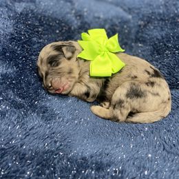 Double Doodle and Goldendoodle Puppies from Remi’s DoubleDoodles