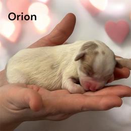 Orion - Sable and white male Cavachon puppy in Springfield, Massachusetts from Caraid Cavachons