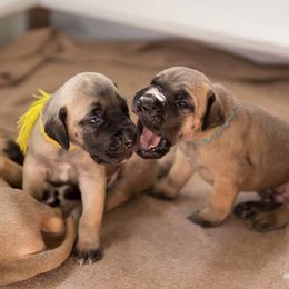Great Dane Puppies from Sumner Great Danes