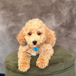 Rocky - Apricot male Goldendoodle puppy in Sacramento, California from GoldenDoodle Love