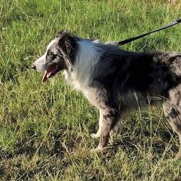 Brighton - Border Collie