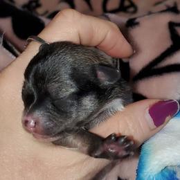Boy 3 - Chocolate brindled fawn male Chihuahua puppy in Oklahoma City, Oklahoma from Teacup Chihuahuas and Friends