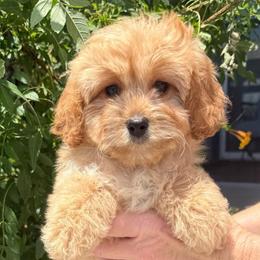 Franny - Red female Cavapoo puppy in Tucson, Arizona from Adored Poodle & Doodles