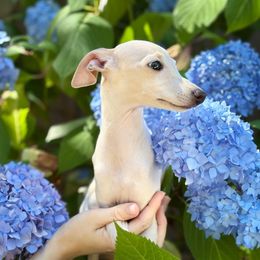 Dalia Beutiful Angel - Cream female Italian Greyhound puppy in Duvall, Washington from Hunter_Moon Hounds