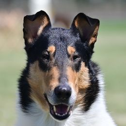 Daegan - Collie