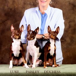 Rat Terrier Puppies from RaganRat Terriers