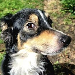 Miniature Australian Shepherds and Toy Australian Shepherds from Donna's Toy & Mini Aussies