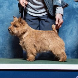 Ami - Norwich Terrier