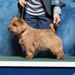 Ami - Norwich Terrier