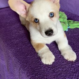 Cardigan Welsh Corgi Puppies from Luxe Cardigan Welsh Corgis