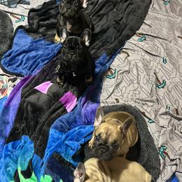French Bulldog Puppies from Stratton Kennel