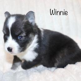 Winnie - Black and white female Pomsky puppy in Denham Springs, Louisiana from Bayouland Pomskies