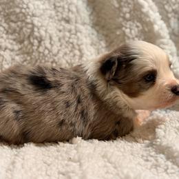 Merle - Blue merle male Australian Shepherd puppy in Hogansville, Georgia from Blue Creek Farm