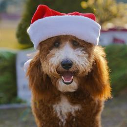 Louie  - Goldendoodle