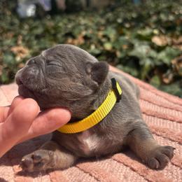 Yellow girl - Tricolors female French Bulldog puppy in Salisbury, Maryland from 77 Frenchies Maryland