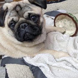 French Bulldogs and Pugs from Russell's Pugs and Frenchies