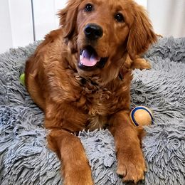 Golden Retriever Puppies from Krueger Goldens