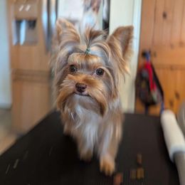 Choppa - Yorkshire Terrier