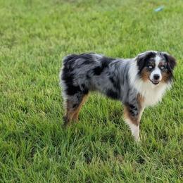 Miniature American Shepherd All Grown Up from Atherney