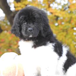 Newfoundland Puppies from Newfforu