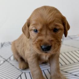 Betsy - Light Blue - Dark golden female Golden Retriever puppy in San Martin, California from Church Creek Retrievers